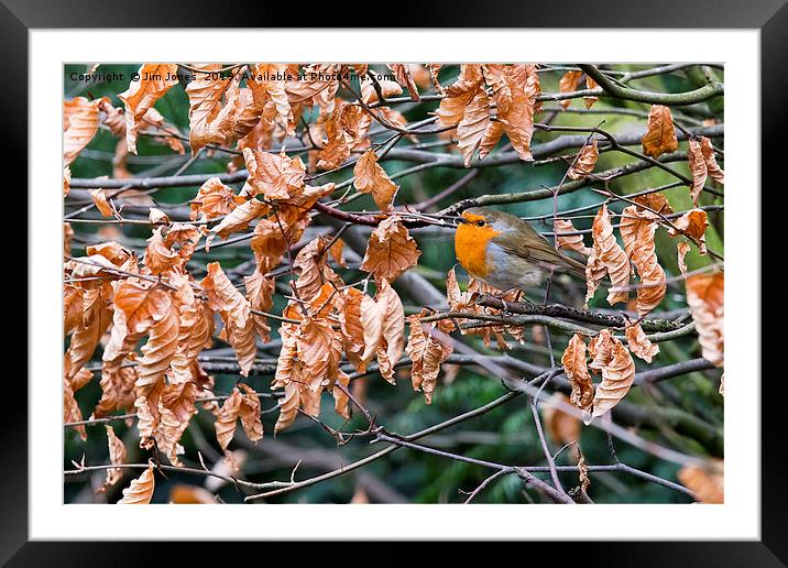 Robin perched in a beech hedge Framed Mounted Print by Jim Jones