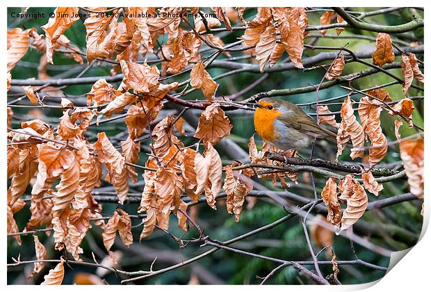 Robin perched in a beech hedge Print by Jim Jones