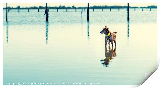 Wet dog breed with yellow necklace on the water Print by Juan Ramón Ramos Rivero