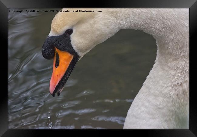 Swan on a Lake in Ninesprings Yeovil Somerset UK   Framed Print by Will Badman