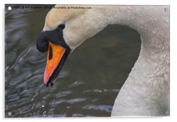 Swan on a Lake in Ninesprings Yeovil Somerset UK   Acrylic by Will Badman