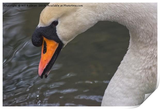 Swan on a Lake in Ninesprings Yeovil Somerset UK   Print by Will Badman