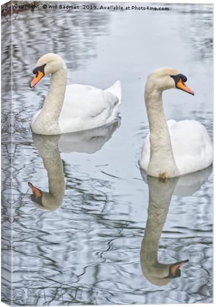 Swans on a Lake in Ninesprings Yeovil Somerset UK  Canvas Print by Will Badman