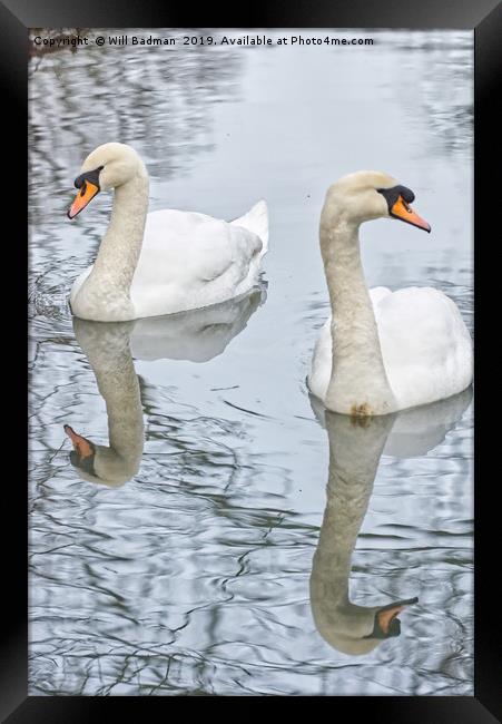 Swans on a Lake in Ninesprings Yeovil Somerset UK  Framed Print by Will Badman