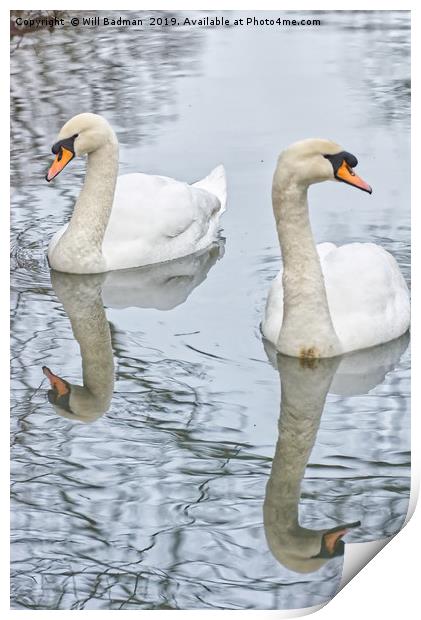 Swans on a Lake in Ninesprings Yeovil Somerset UK  Print by Will Badman