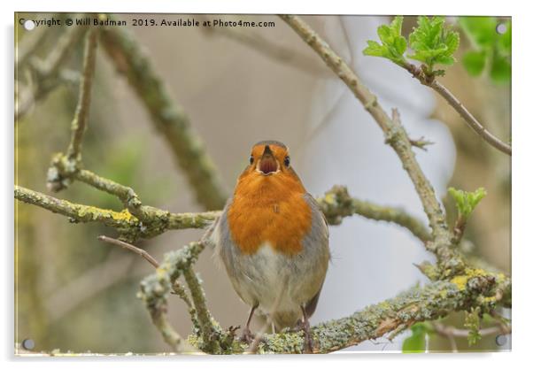 Singing Robin at Ninesprings Yeovil Somerset  Acrylic by Will Badman