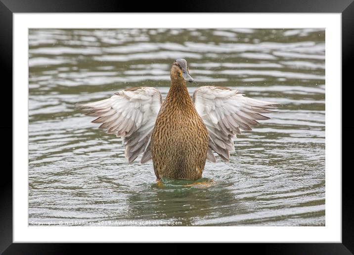 Female Mallard Duck at Ninesprings Yeovil Framed Mounted Print by Will Badman