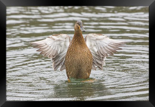 Female Mallard Duck at Ninesprings Yeovil Framed Print by Will Badman
