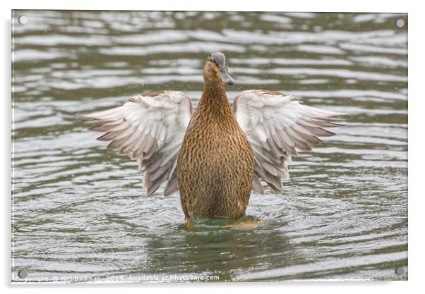 Female Mallard Duck at Ninesprings Yeovil Acrylic by Will Badman