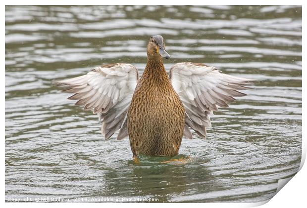 Female Mallard Duck at Ninesprings Yeovil Print by Will Badman