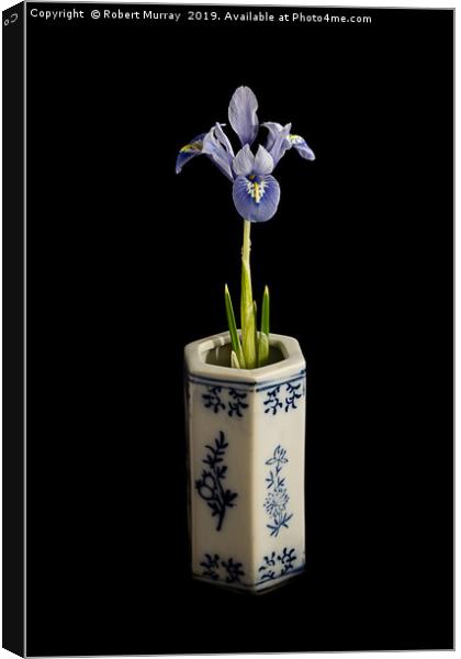 Iris reticulata - "Alida" Canvas Print by Robert Murray