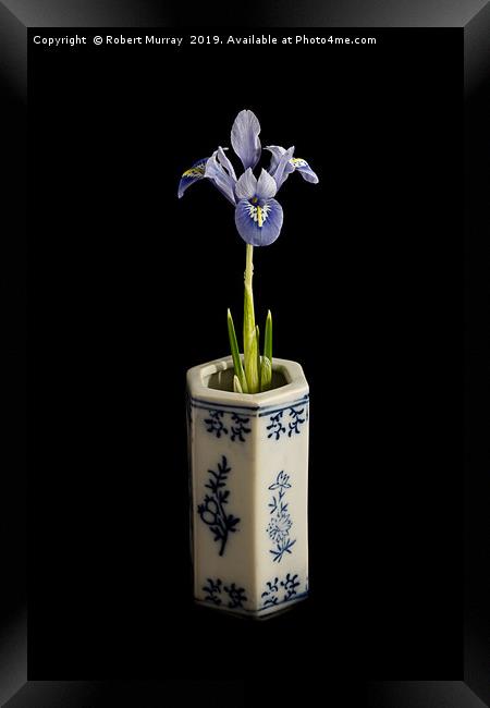 Iris reticulata - "Alida" Framed Print by Robert Murray