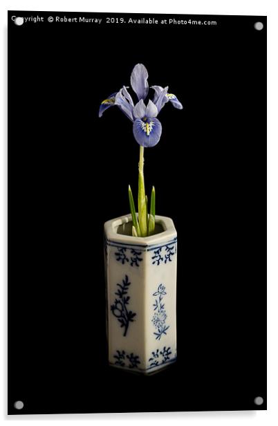 Iris reticulata - "Alida" Acrylic by Robert Murray