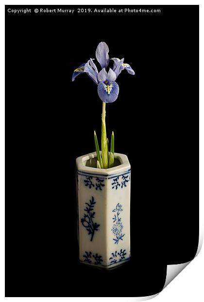 Iris reticulata - "Alida" Print by Robert Murray