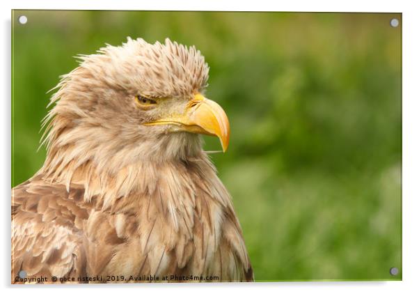 white tailed eagle portrait Acrylic by goce risteski