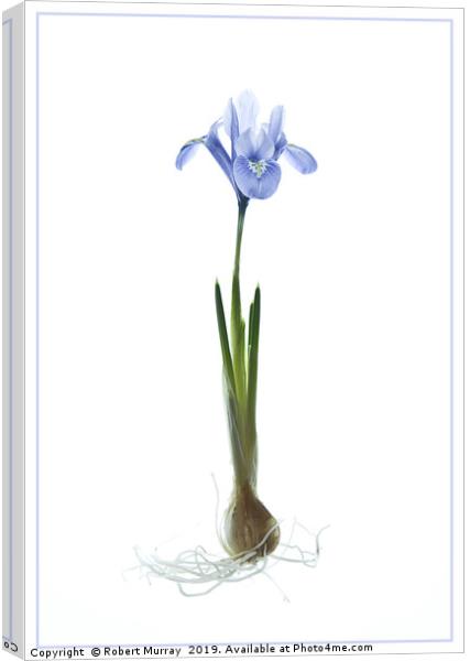 Iris reticulata "Alida" Canvas Print by Robert Murray