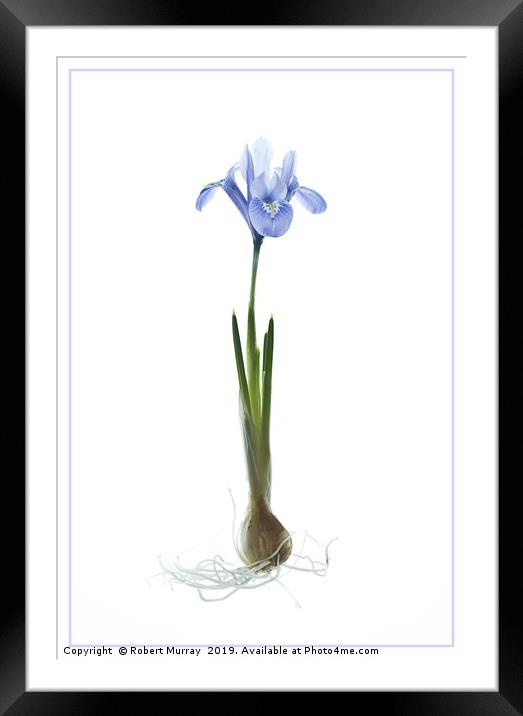 Iris reticulata "Alida" Framed Mounted Print by Robert Murray