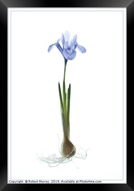 Iris reticulata "Alida" Framed Print by Robert Murray