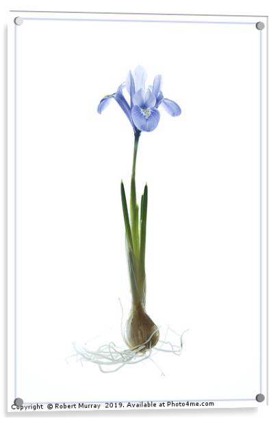 Iris reticulata "Alida" Acrylic by Robert Murray