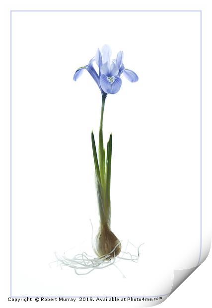 Iris reticulata "Alida" Print by Robert Murray