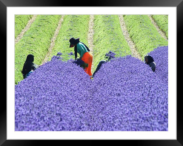 harvesting lavender Framed Mounted Print by Dawn Cox