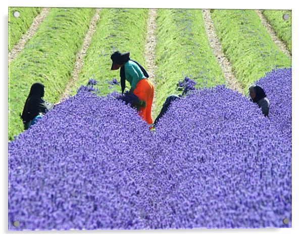 harvesting lavender Acrylic by Dawn Cox