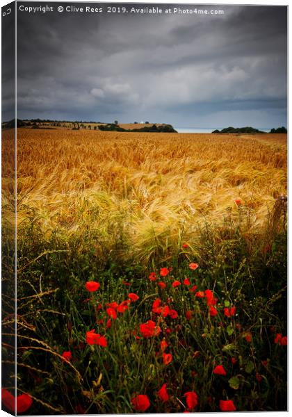 Poppies Canvas Print by Clive Rees