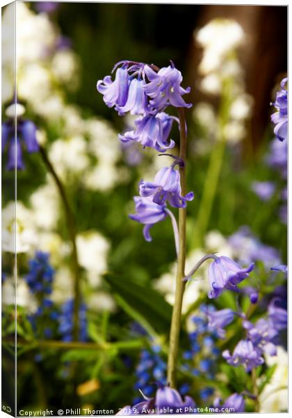 Bluebells in spring No. 2 Canvas Print by Phill Thornton