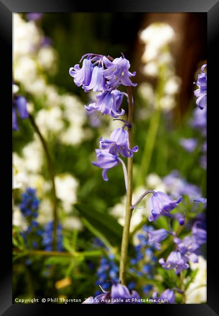 Bluebells in spring No. 2 Framed Print by Phill Thornton