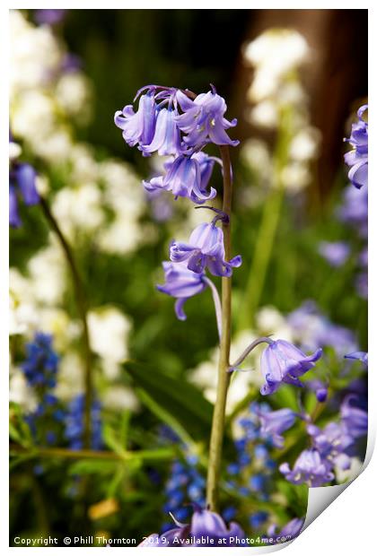 Bluebells in spring No. 2 Print by Phill Thornton