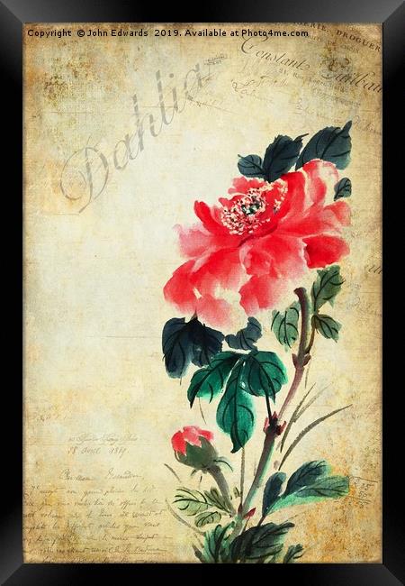 Dahlia Framed Print by John Edwards
