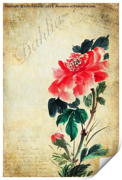 Dahlia Print by John Edwards