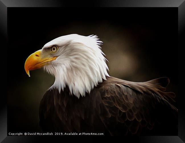 American Bald Eagle Framed Print by David Mccandlish
