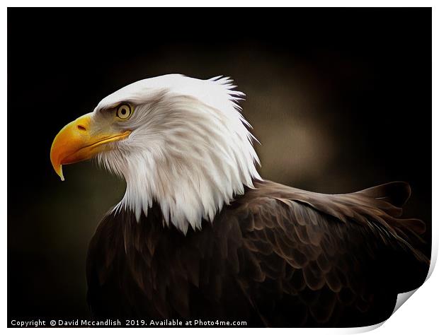 American Bald Eagle Print by David Mccandlish