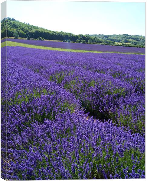 lavender fields Canvas Print by Dawn Cox