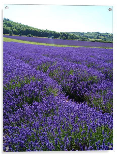 lavender fields Acrylic by Dawn Cox