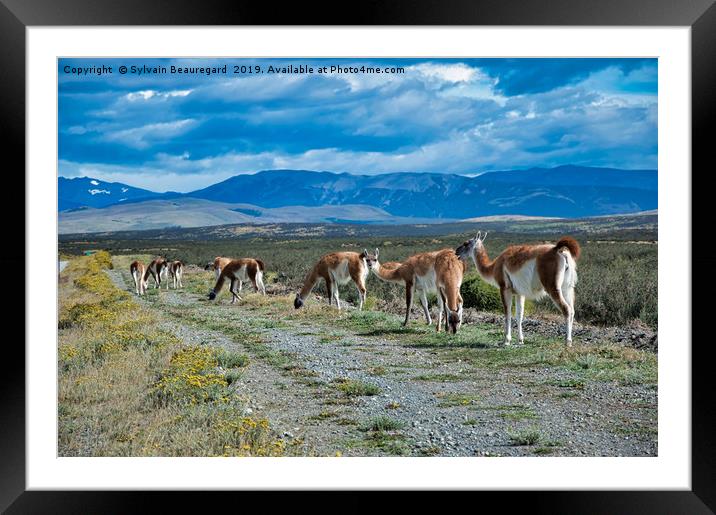 Wild alpacas in Argentina country Framed Mounted Print by Sylvain Beauregard