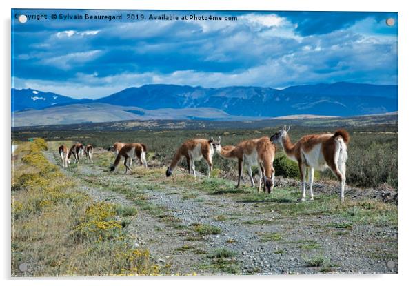 Wild alpacas in Argentina country Acrylic by Sylvain Beauregard