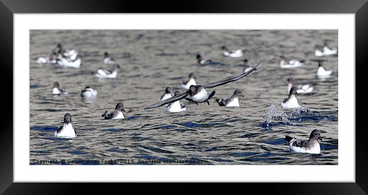 Cape Petrels Framed Mounted Print by Carole-Anne Fooks