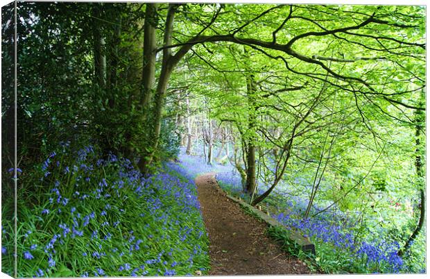 bluebell woods Canvas Print by Dawn Cox