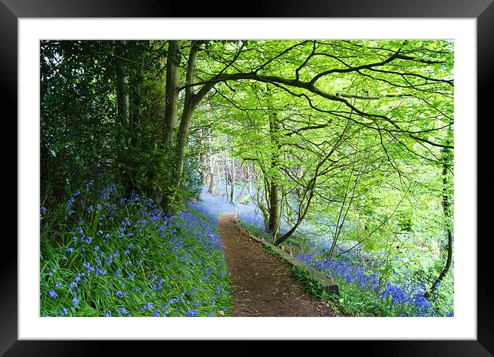bluebell woods Framed Mounted Print by Dawn Cox