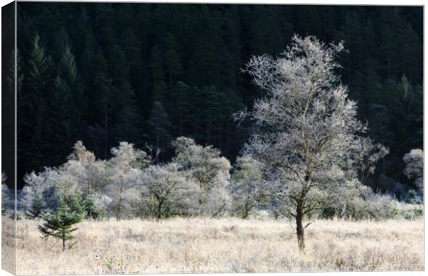 Frost covered tree's (Glen Goil Canvas Print by Andrew Ray