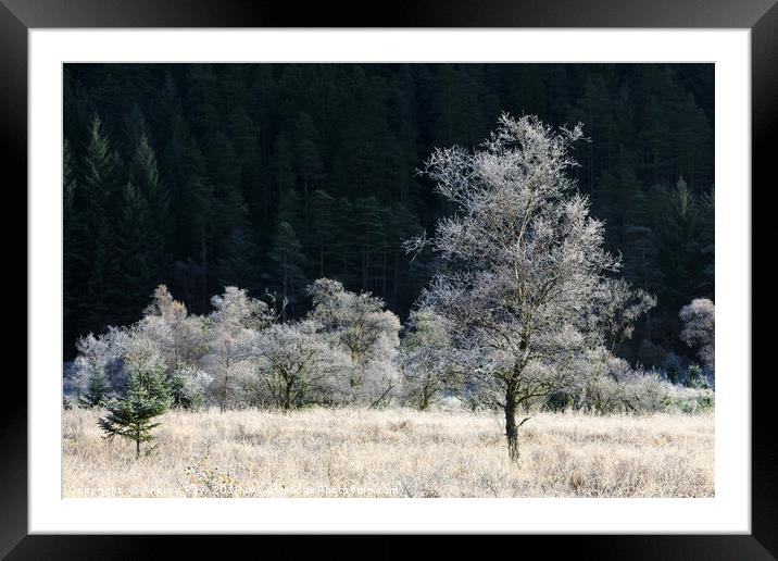 Frost covered tree's (Glen Goil Framed Mounted Print by Andrew Ray
