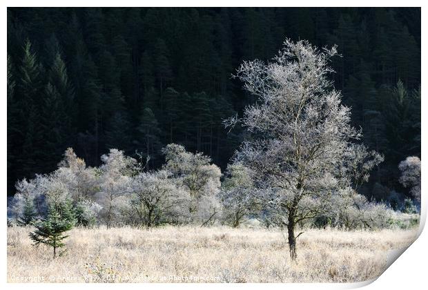 Frost covered tree's (Glen Goil Print by Andrew Ray