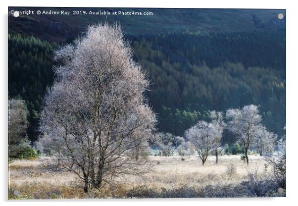 Frosty tree's (Glen Goil). Acrylic by Andrew Ray