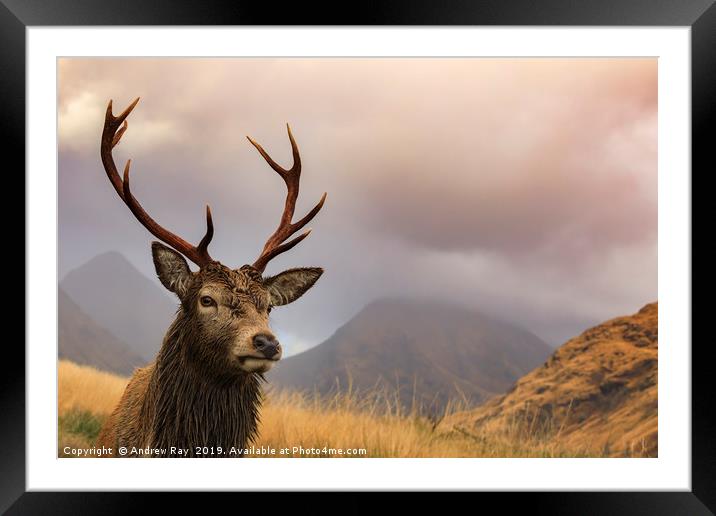 Glen Etive stag Framed Mounted Print by Andrew Ray