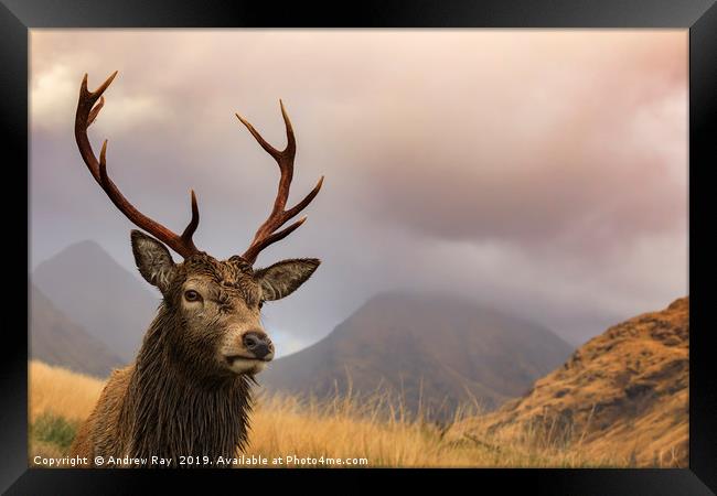Glen Etive stag Framed Print by Andrew Ray
