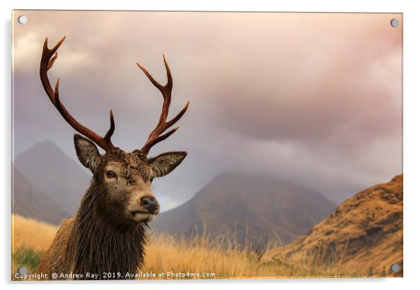Glen Etive stag Acrylic by Andrew Ray