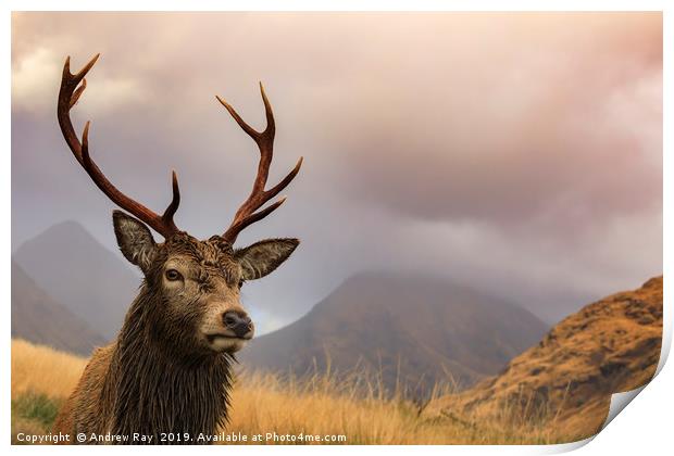 Glen Etive stag Print by Andrew Ray