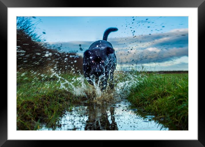 Labradors and puddles Framed Mounted Print by David Wilson
